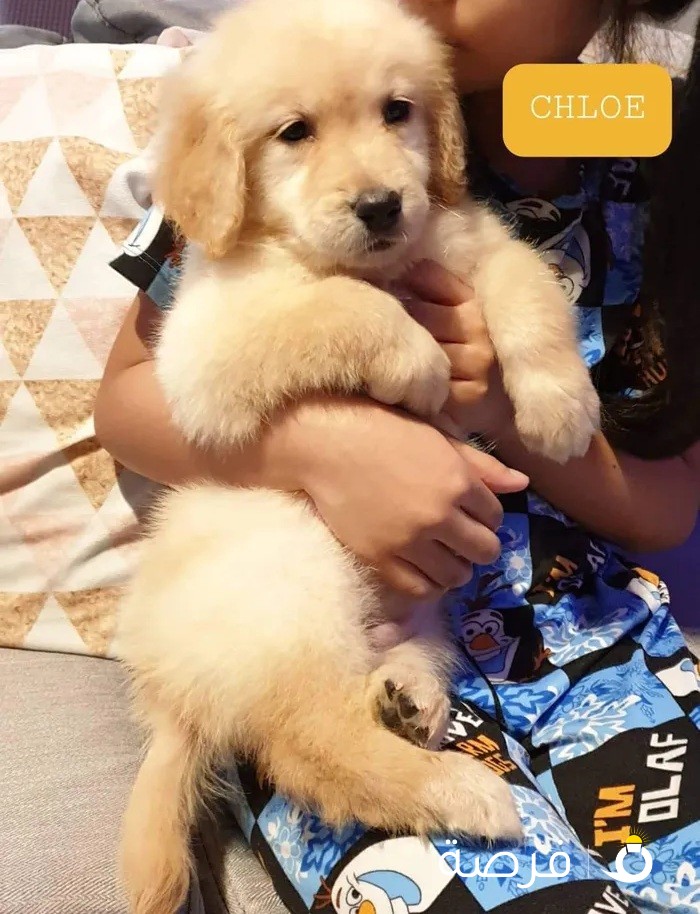 Golden retriever puppy for sale