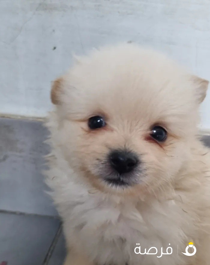 pomeranian 4 sale. مطعم العمر 50 يوم. بومورينين للبيع