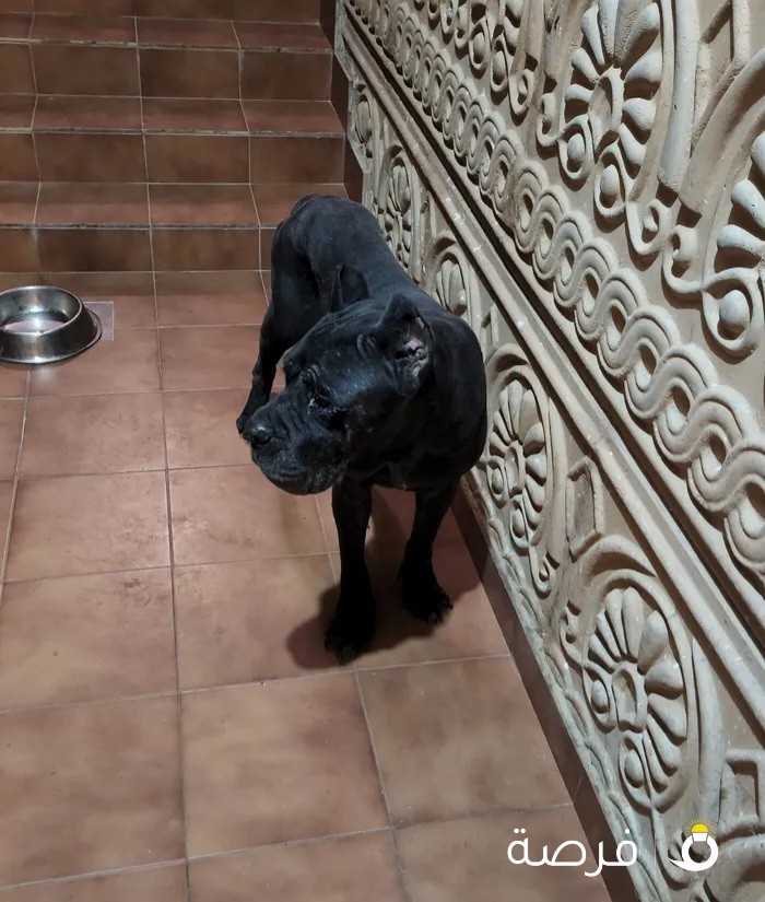 CaneCorso for sale