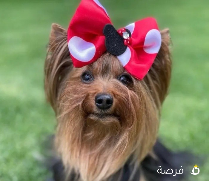 yorkie for sale miniature