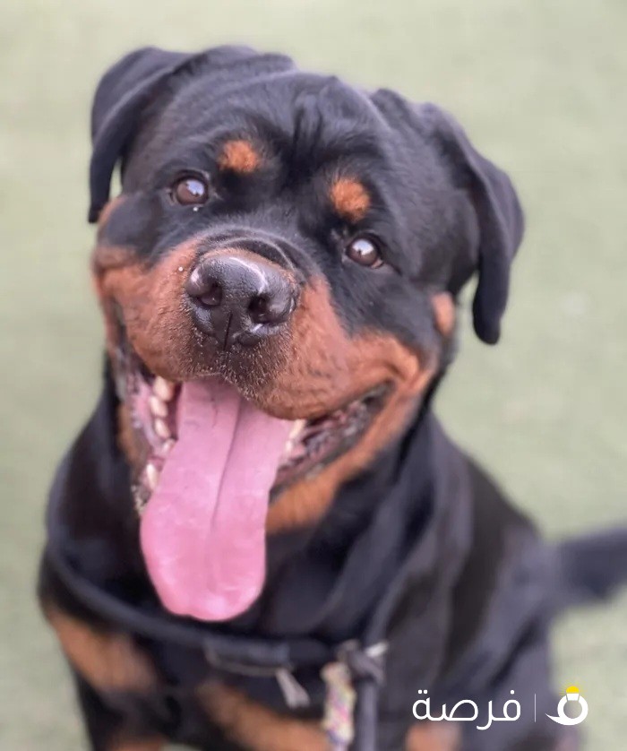 Male Rottweiler