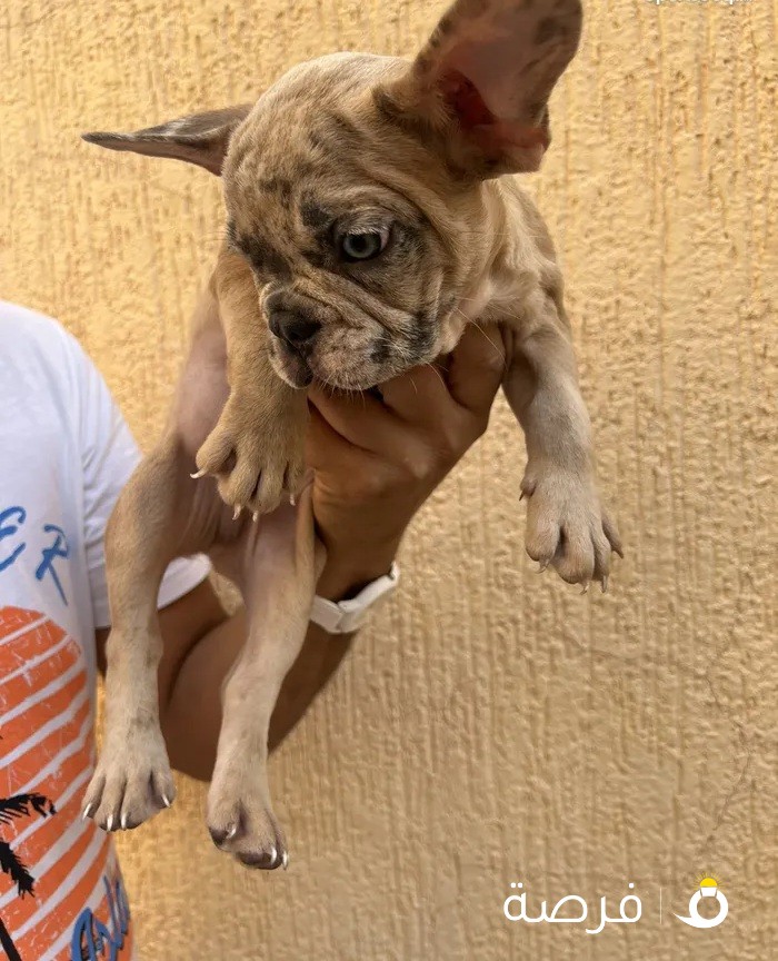 Lilac Fawn Merle French Bulldog Puppies