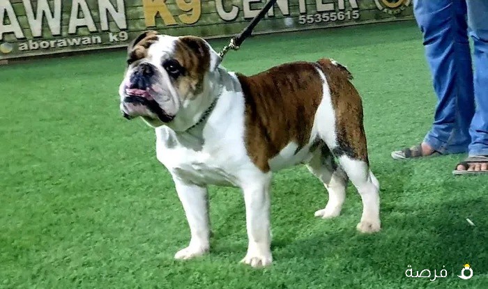 برتش بول دوق British bulldog