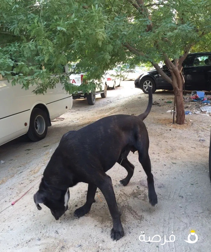 for sale or trade للبيع او للبدل (pure cane corso male fully vaccinated waiting for new owner)