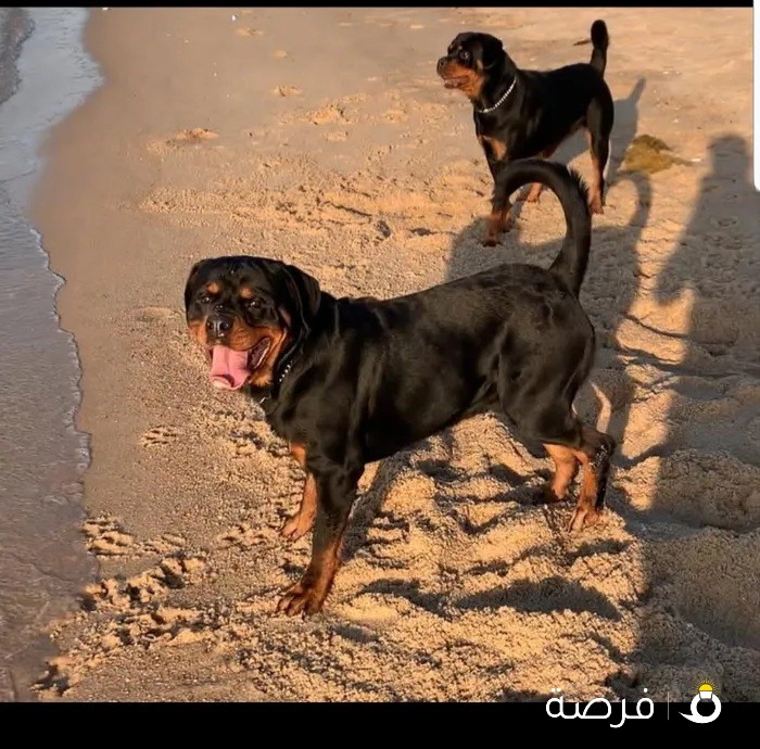 للبيع Rottweilers الماني جامبو xl ذكر ونثية