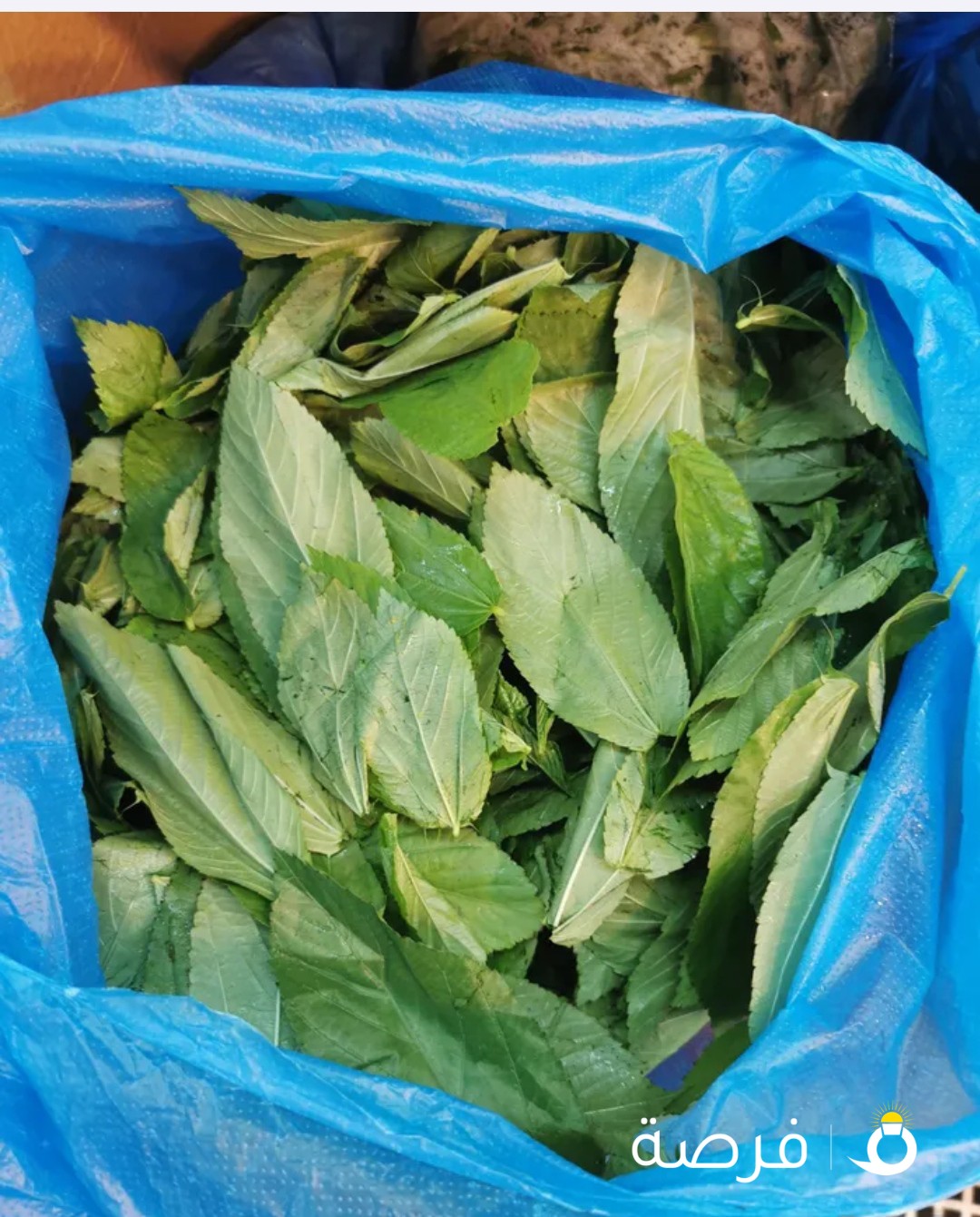 تقطيف ملوخية Picking green molokhia