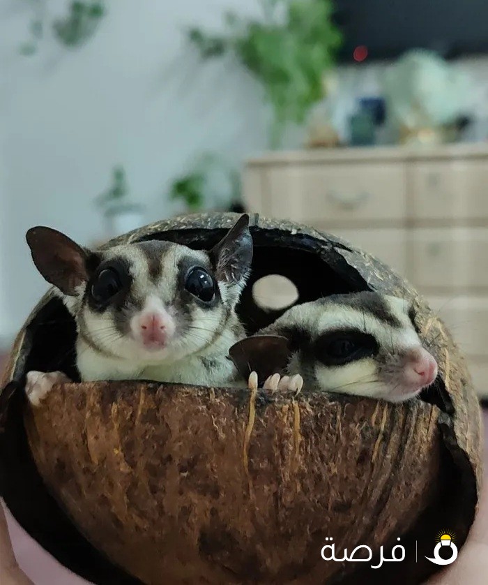 trained sugar gliders for sale