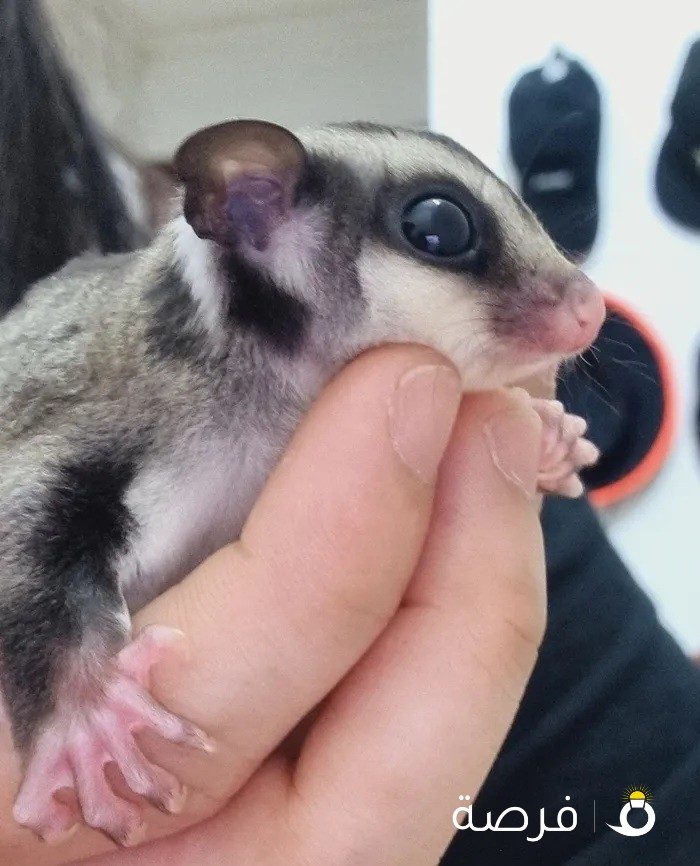 sugar glider