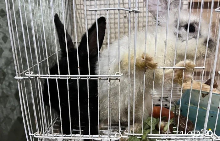 Rabbits for sales