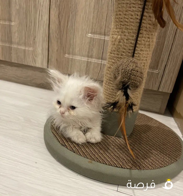 Persian cat for sale, one month old للبيع قط شيرازي العمر شهر ونصف