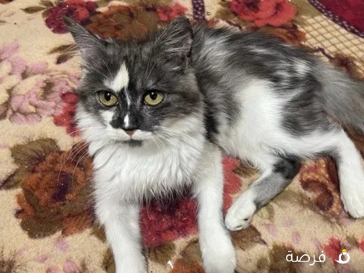 for adoption للتبني قطه