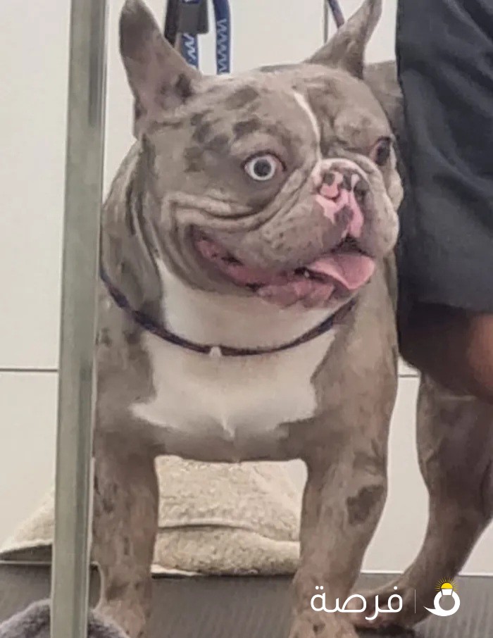 فرنش بولدوج ذكر - French bulldog male