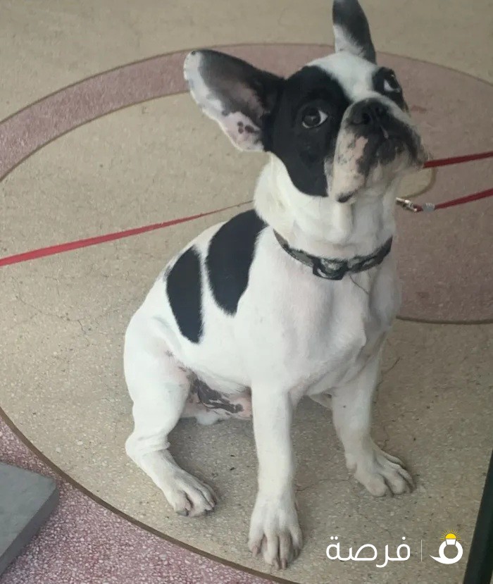 1.5 year French bulldog