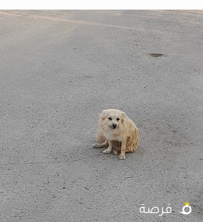 جلموجود بل مطلاع من زمان راعيه يتصل