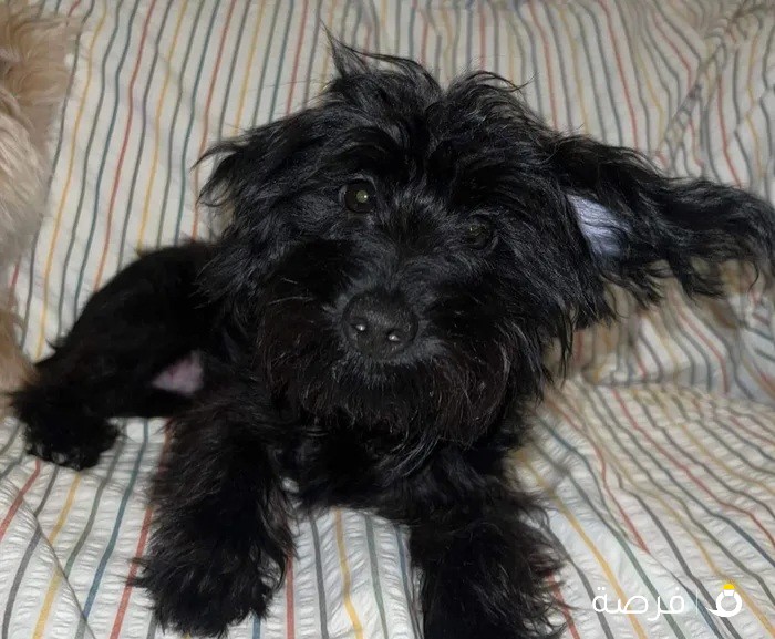 Yorkipoo