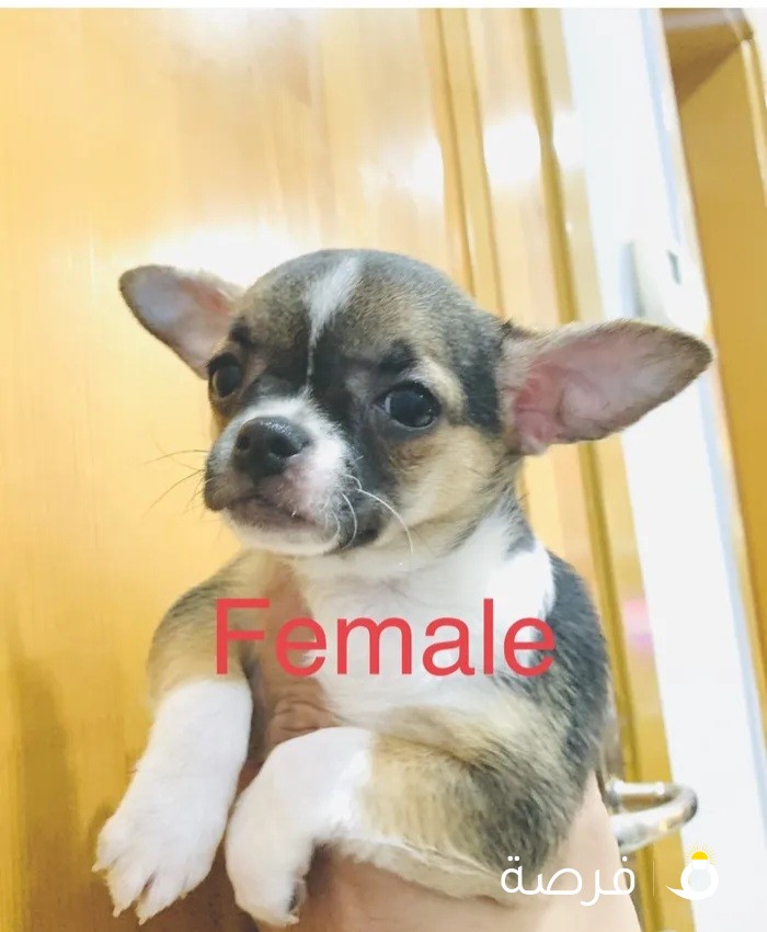 Pure Breed Chihuahua 100 %