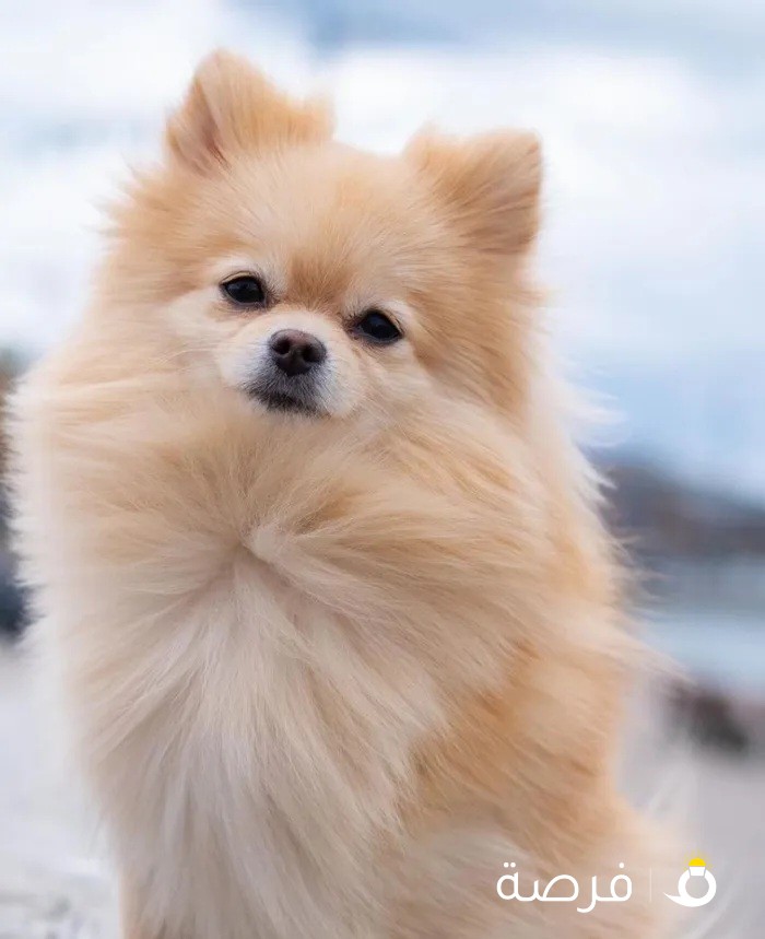 pomeranian dog for sale female more information msg on whatapps only scrious buying