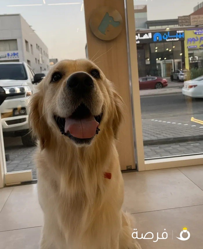 تزاوج golden retriever