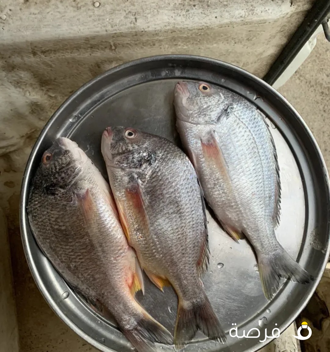 اسماك الكويت