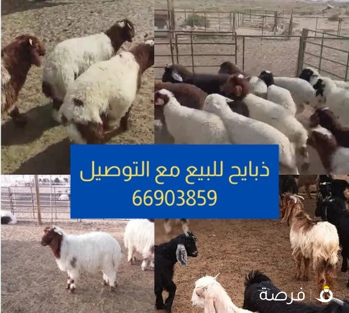 ذبايح للبيع مع التوصيل