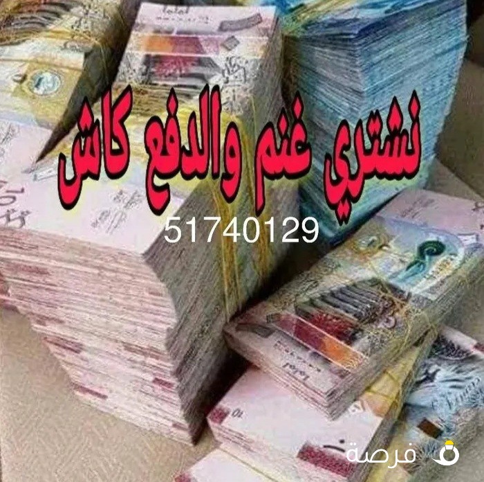 نشتري جميع انواع الحلال غنم ومعزا العدد مفتوح ودفع كاش