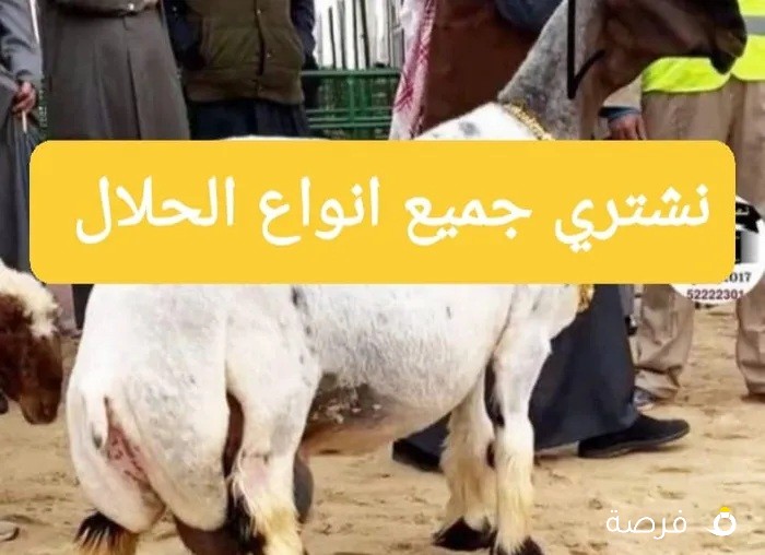 اغنام لبيع