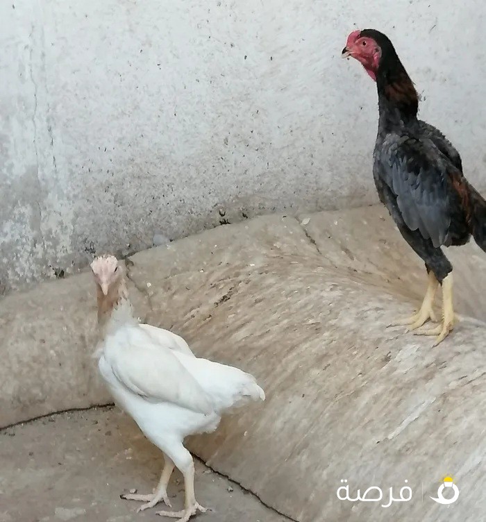 للبيع فايتر