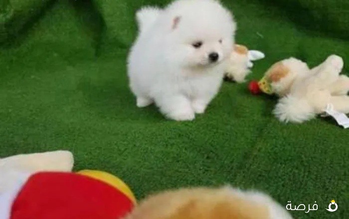 pomeranian puppy