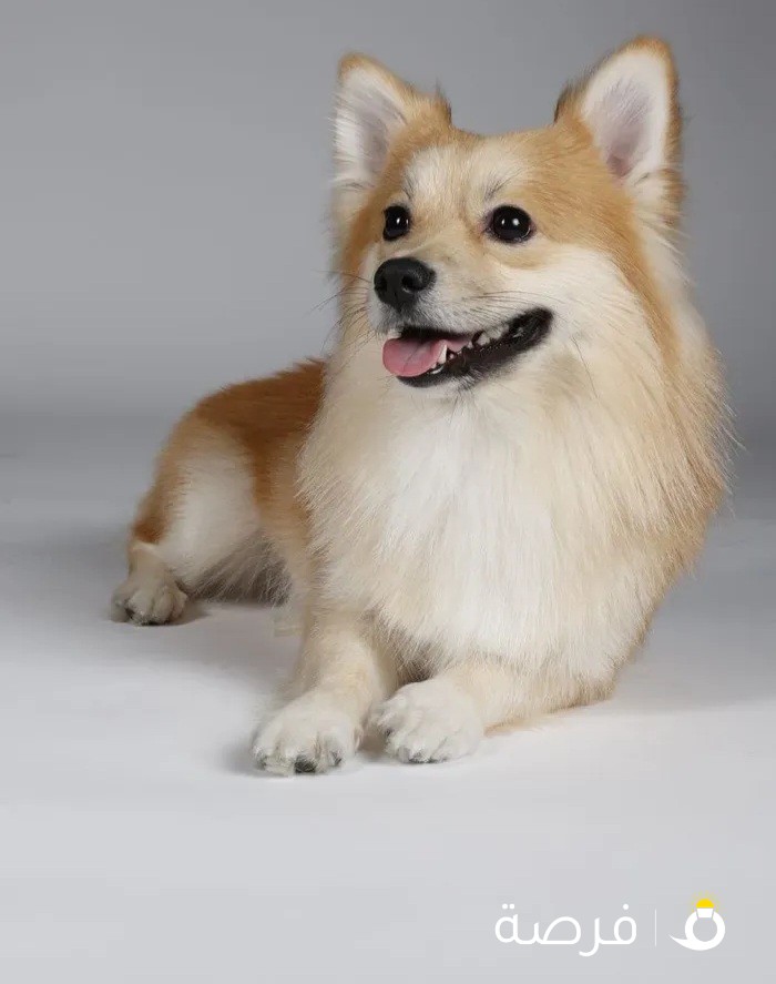 Pomeranian male