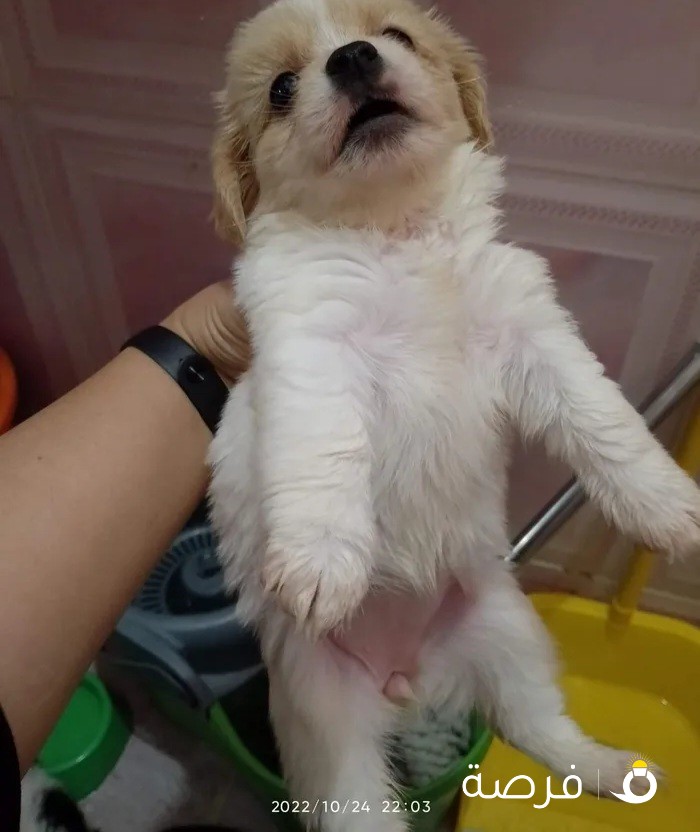 Maltese dogs for sale