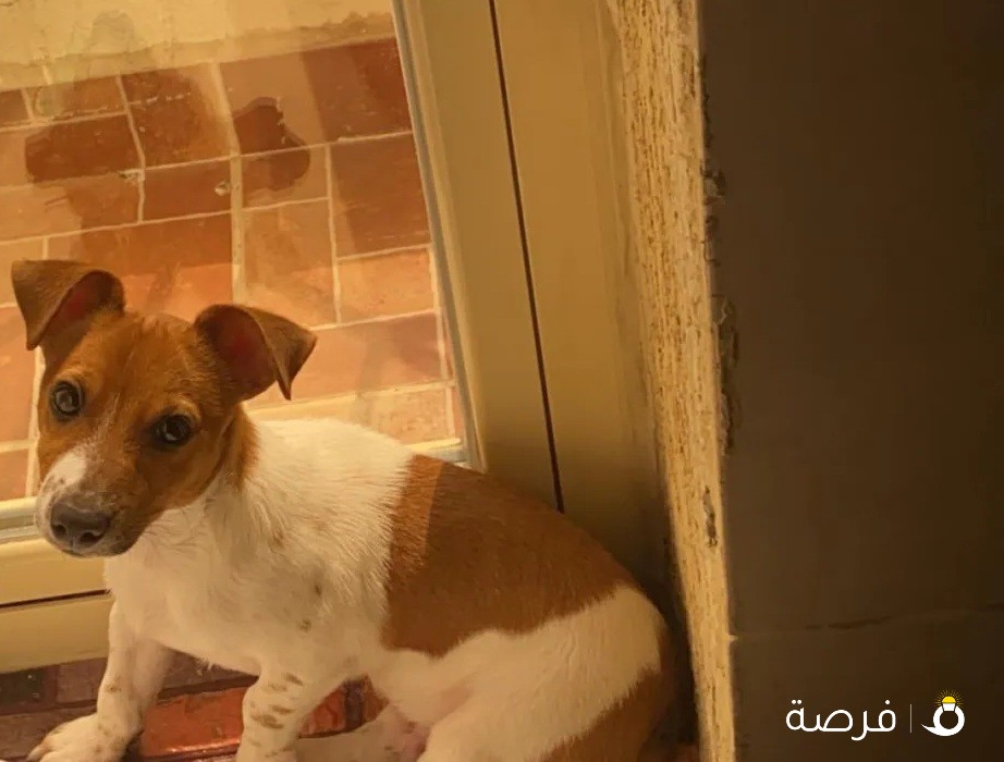 jack russell جاك راسيل