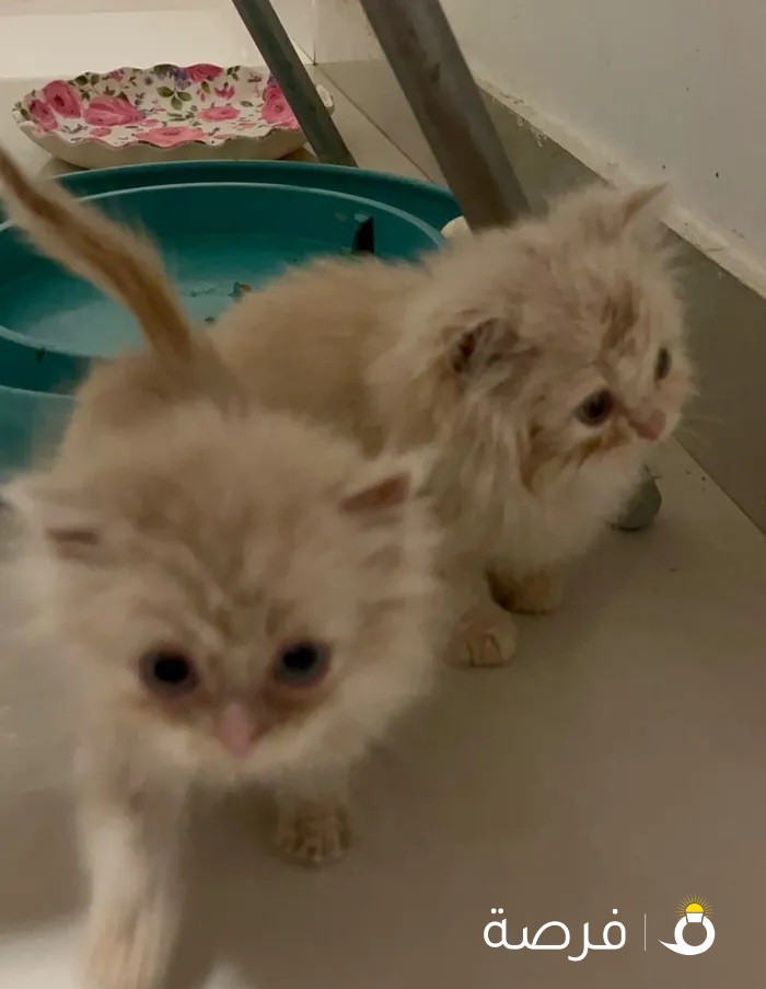 2 to 3 month old Persian kitten

أ