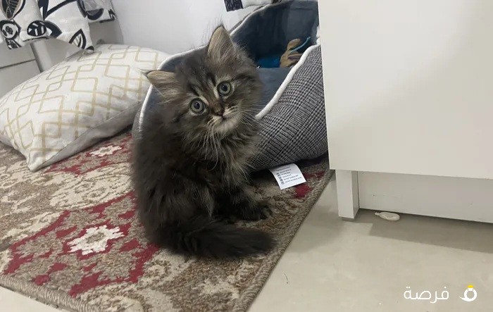 Persian cat (1.5 months old