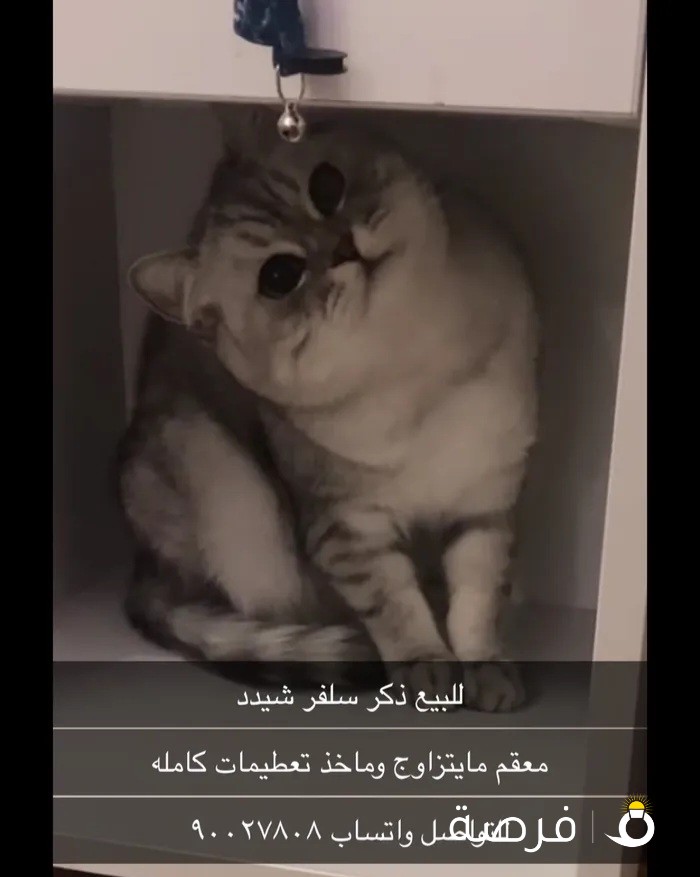 للبيع قطط مطعمين