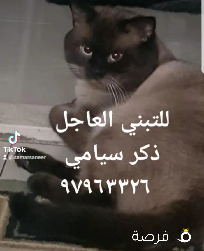 قط سيامي ذكر للتبني السريع غير مطعم صحته ممتازه هادى جدا