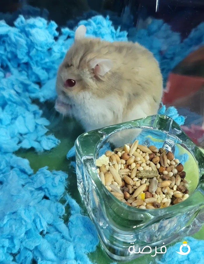 Red eye Russian dwarf hamster