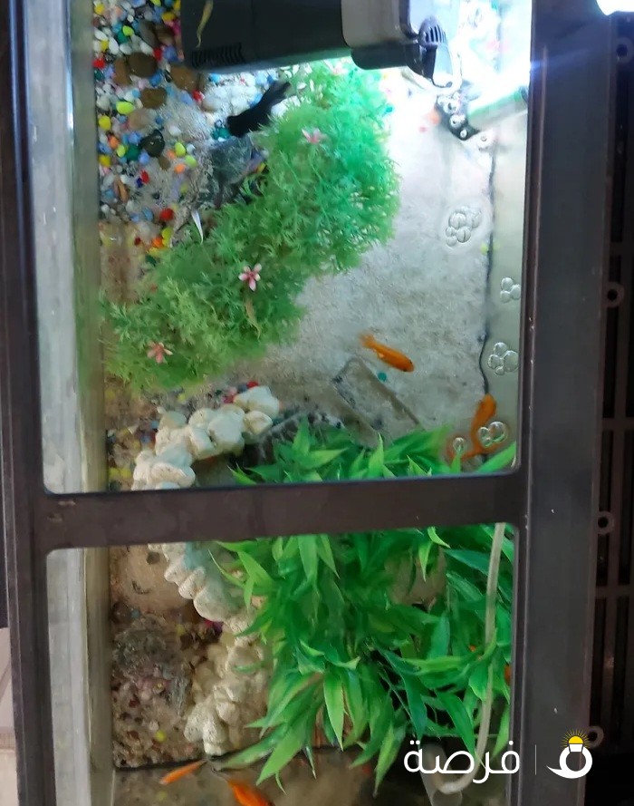 Fish tank 80 cm(YUEMEI brand) with all accessories and fishes.