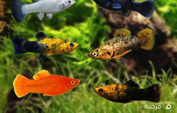 balloon molly and mollies and platy for sell