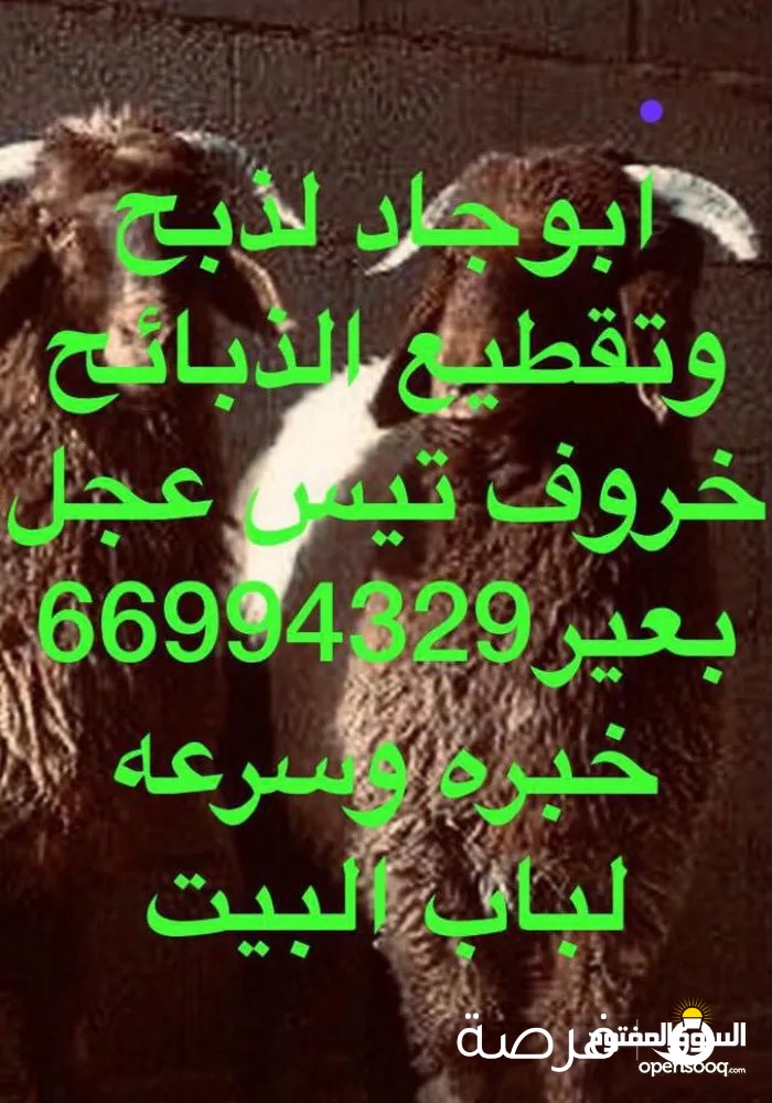 قصاب لذبح وتقصيص الدبايح امام باب المنزل 66994329   اتصل نجيك فورا اتصالك يسعدنا خبره وسرعه ولدينا الذبح بالمسلخ للاعداد الكبيره ابو جاد