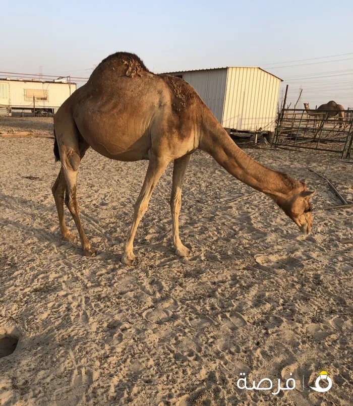 اللهم صلي على نبينا محمد .ناقة ، لقحه ، هجن ، عمانية.