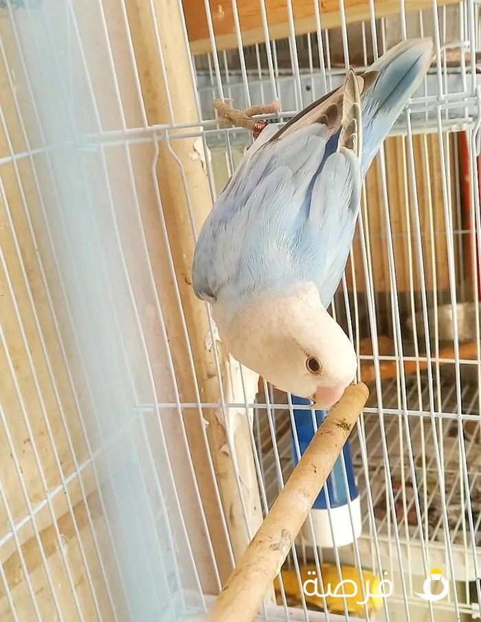 blue opline adult male for sale.. 10 kd..