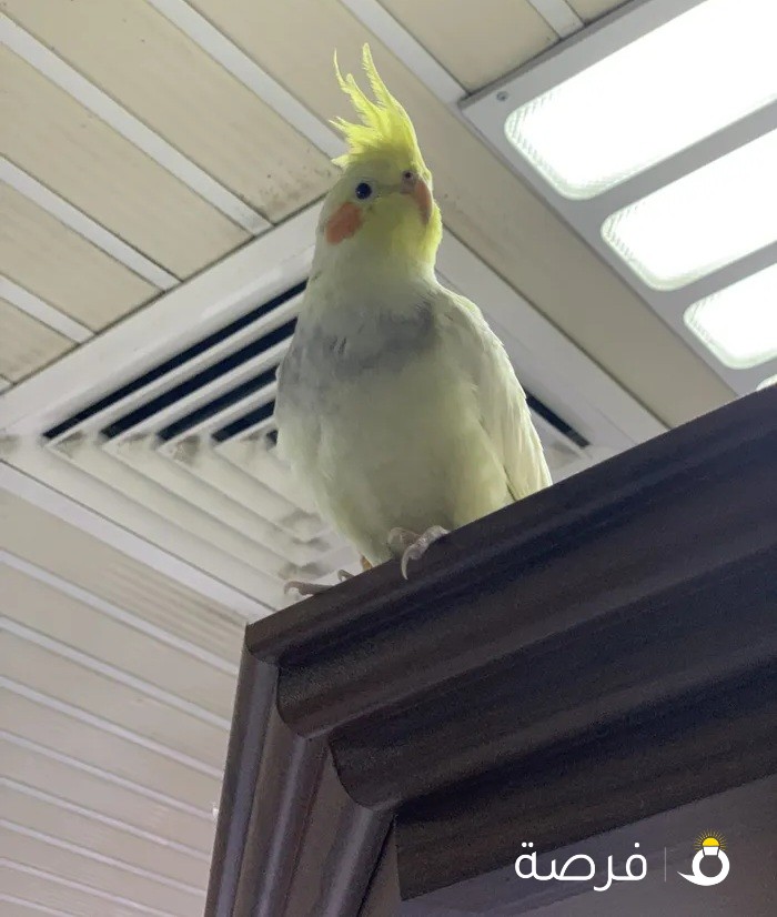 كروان cockatiel